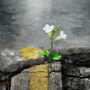Learning Resilience: White flower growing through cracked concrete, symbolizing strength in times of change.
